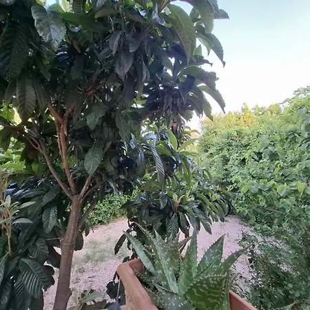 Con Piscina E Giardino *